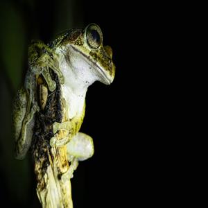싱크로트론 복사