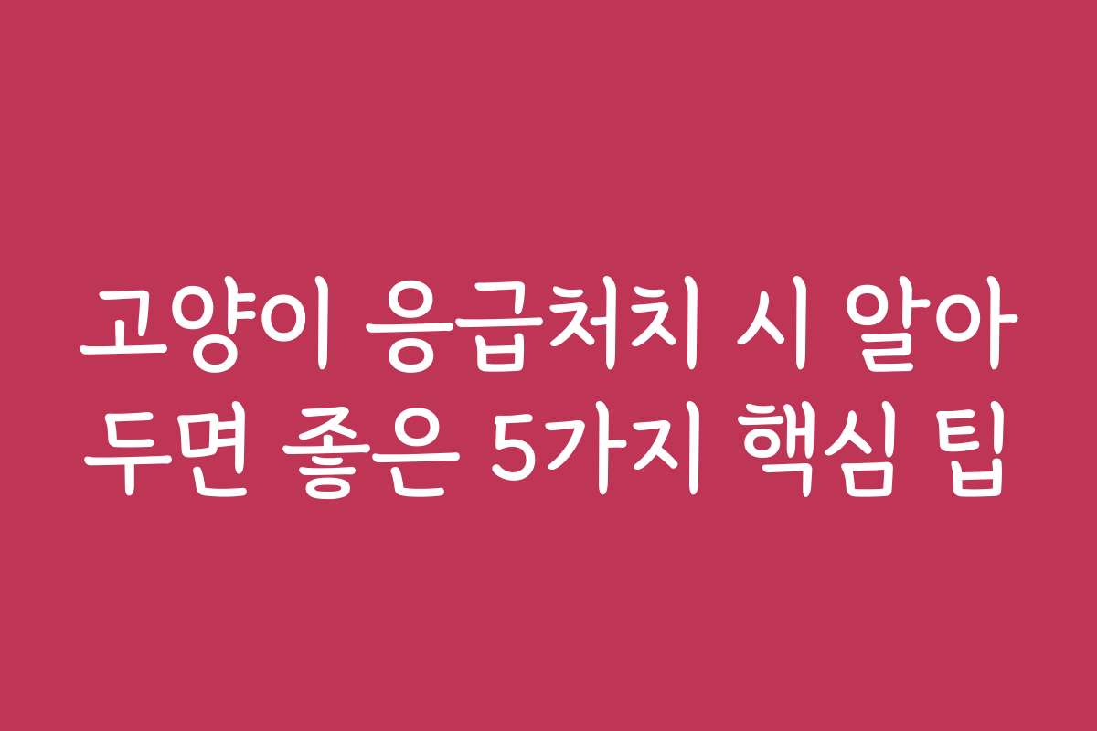 고양이 응급처치 시 알아두면 좋은 5가지 핵심 팁