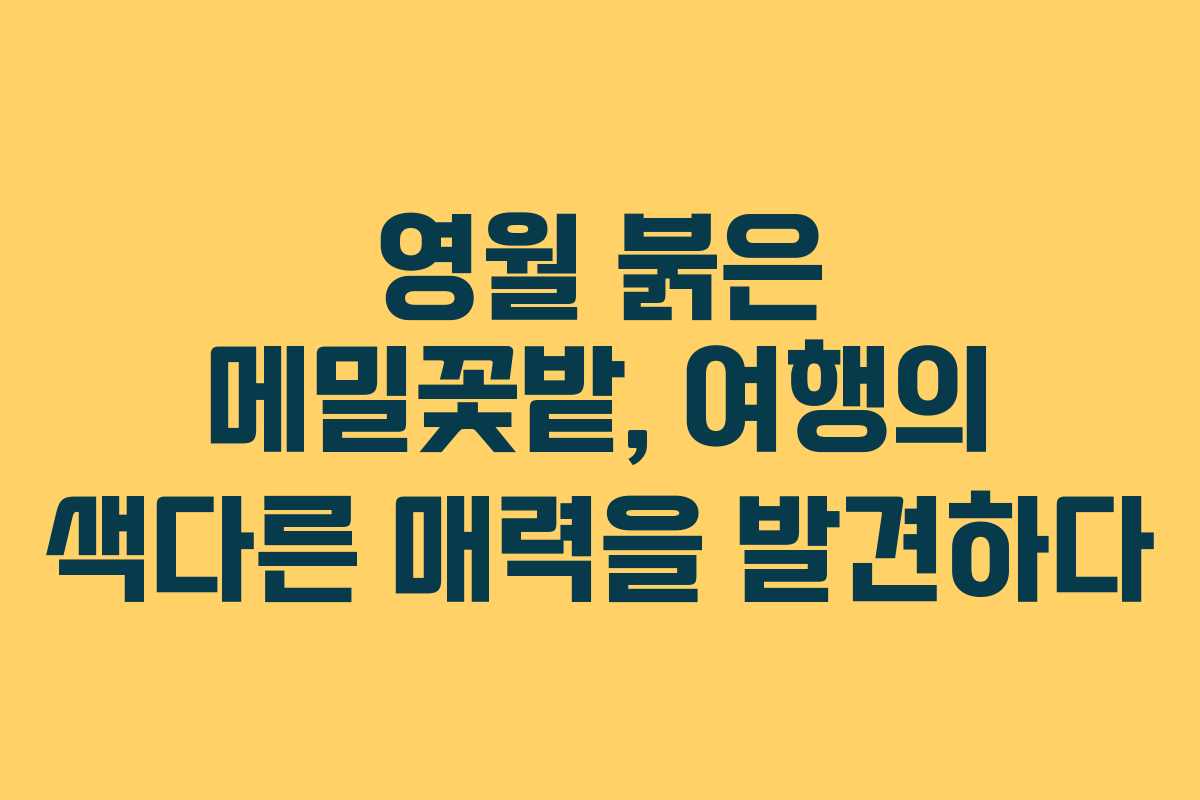 영월 붉은 메밀꽃밭, 여행의 색다른 매력을 발견하다