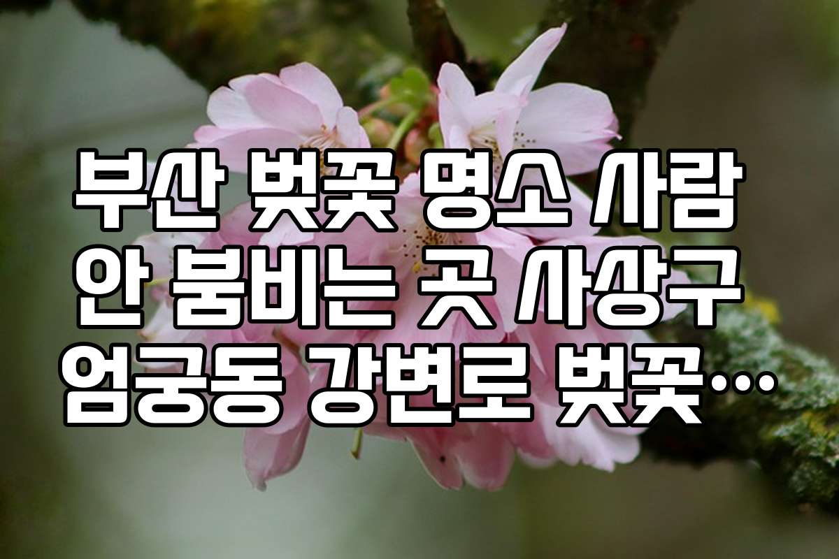 부산 벚꽃 명소 사람 안 붐비는 곳 사상구 엄궁동 강변로 벚꽃 산책