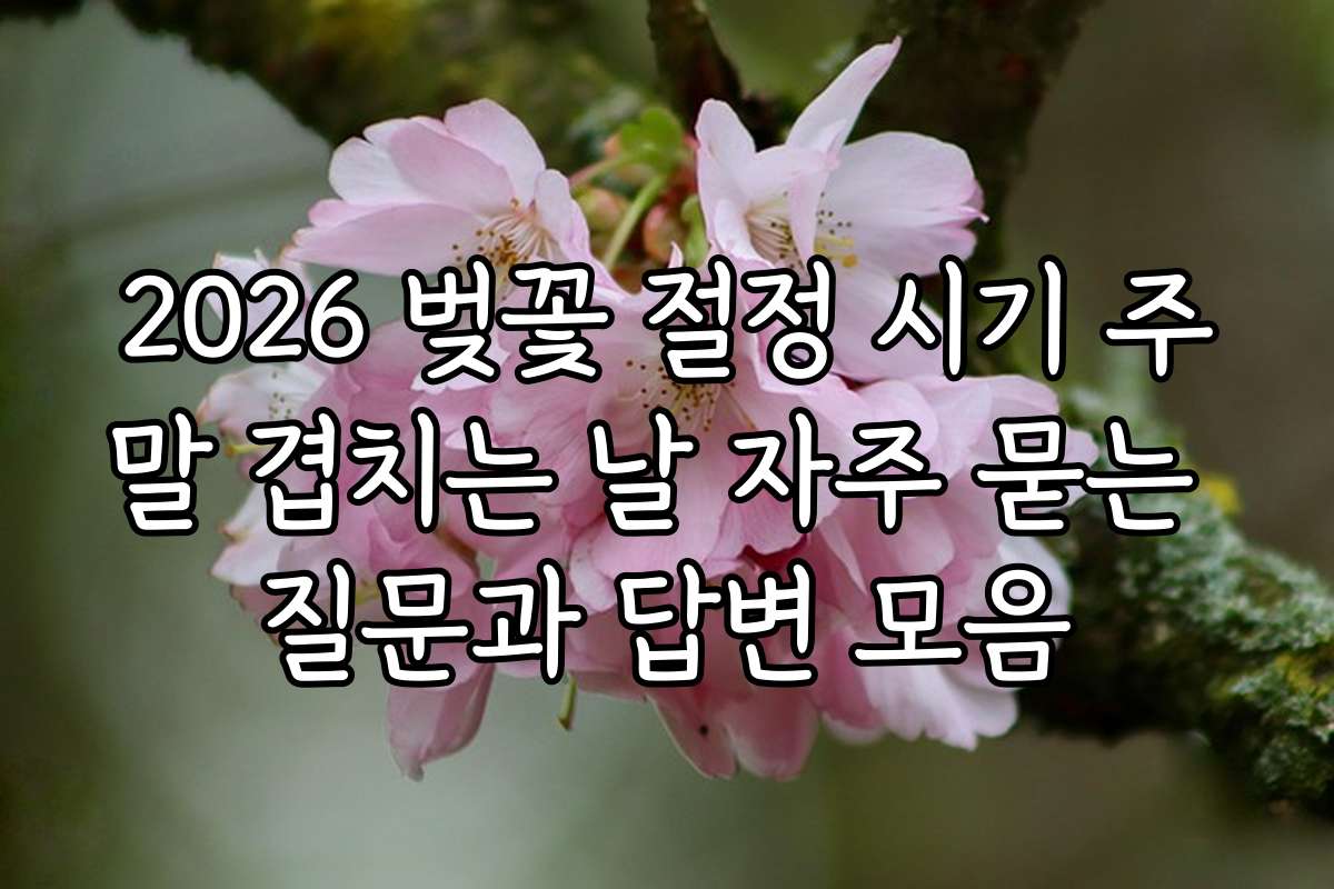 2026 벚꽃 절정 시기 주말 겹치는 날 자주 묻는 질문과 답변 모음