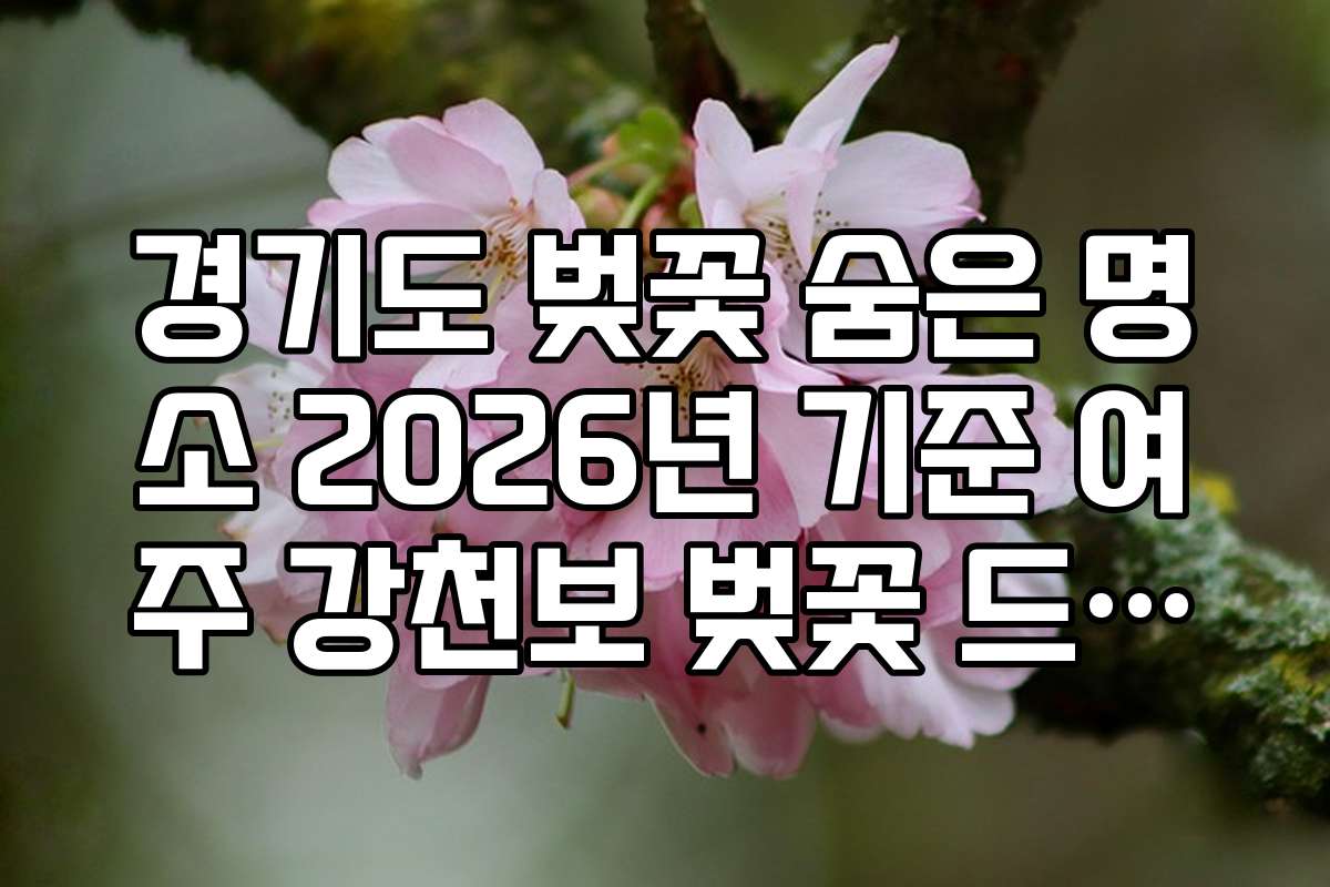 경기도 벚꽃 숨은 명소 2026년 기준 여주 강천보 벚꽃 드라이브
