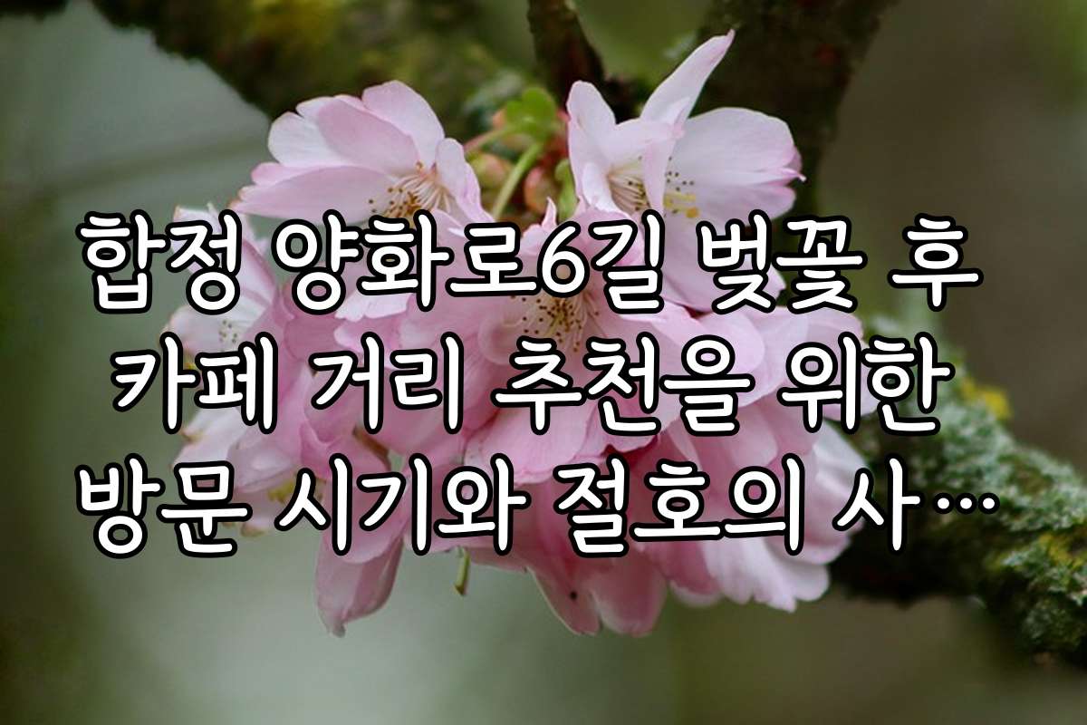 합정 양화로6길 벚꽃 후 카페 거리 추천을 위한 방문 시기와 절호의 사진 명소