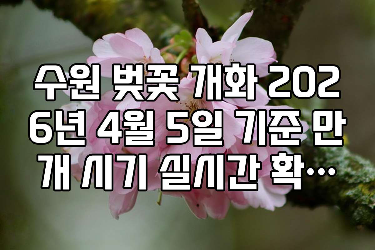 수원 벚꽃 개화 2026년 4월 5일 기준 만개 시기 실시간 확인법