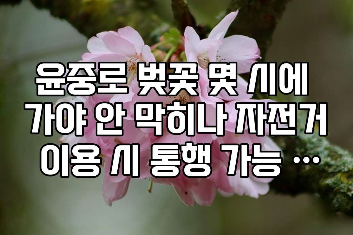 윤중로 벚꽃 몇 시에 가야 안 막히나 자전거 이용 시 통행 가능 시간
