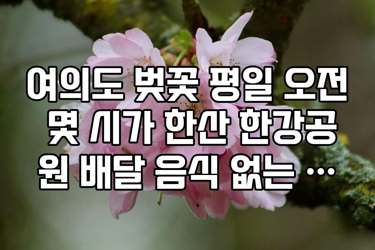 여의도 벚꽃 평일 오전 몇 시가 한산 한강공원 배달 음식 없는 시간
