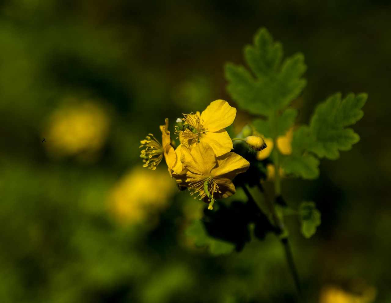 2026년 수원 여름 걷기와 꽃길 탐방의 즐거움