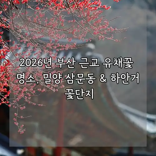2026년 부산 근교 유채꽃 명소, 밀양 삼문동 & 하안거 꽃단지
