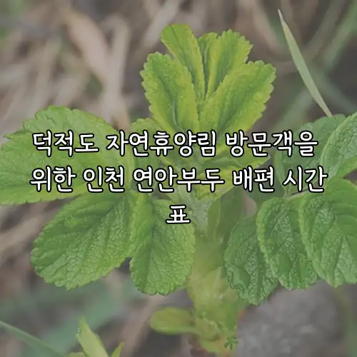 덕적도 자연휴양림 방문객을 위한 인천 연안부두 배편 시간표